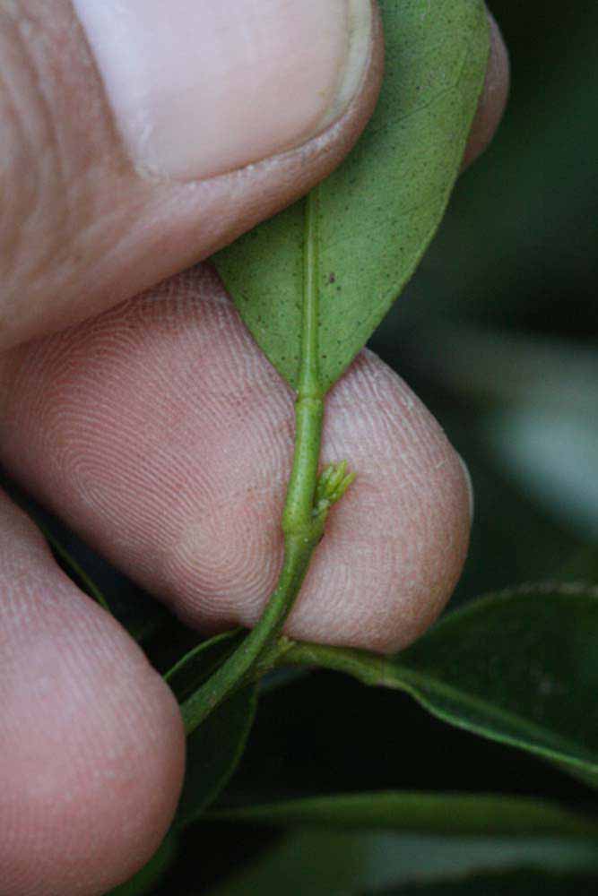              Petiole (Riverside, CA)       